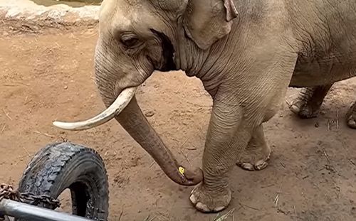 the elephant returned the shoe to the child