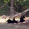 bears love the hammock