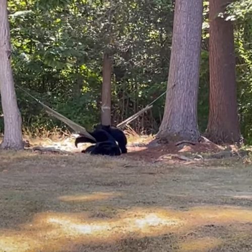 bears love the hammock