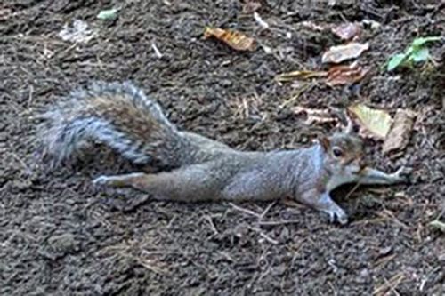 squirrels on the ground