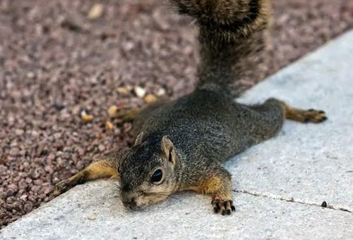 squirrels on the ground