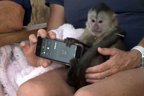 обезьянка украла телефон