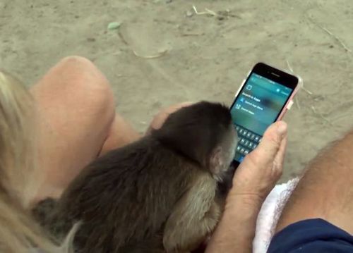 обезьянка украла телефон
