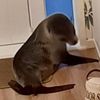 the seal came into the house without asking