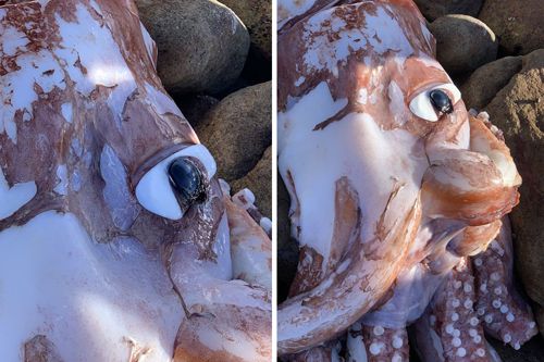 big eyed squid