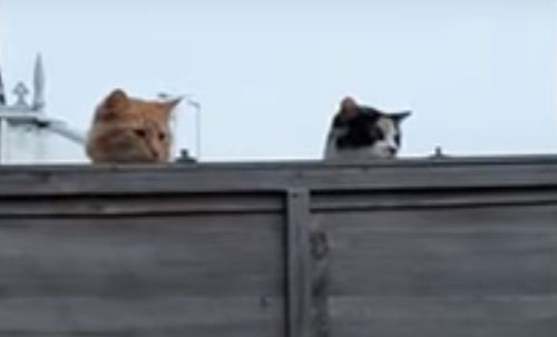 кошки шпионят за собакой