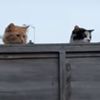 кошки шпионят за собакой