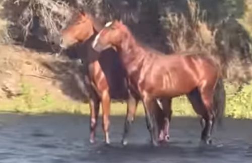 оптическая иллюзия с лошадьми