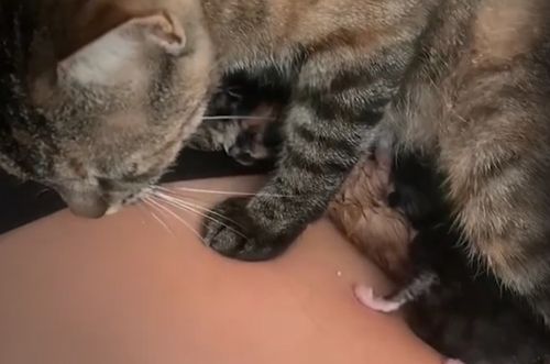cat on owner's lap
