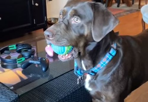 собака увидела воздушный шар