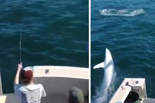 акула прыгнула из воды в лодку