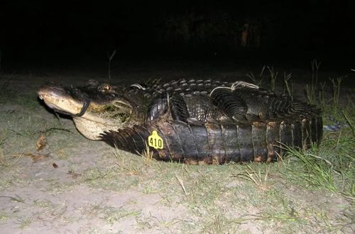 large female alligator