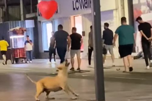 бездомная собака играет с шаром