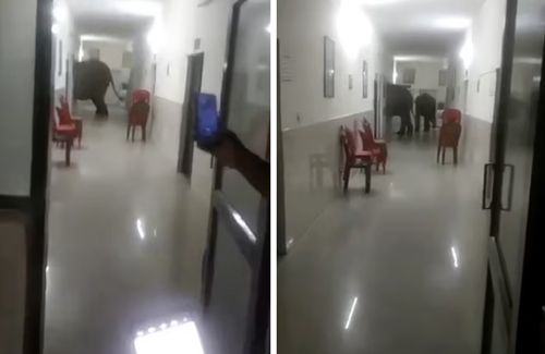 три слона гуляли по госпиталю