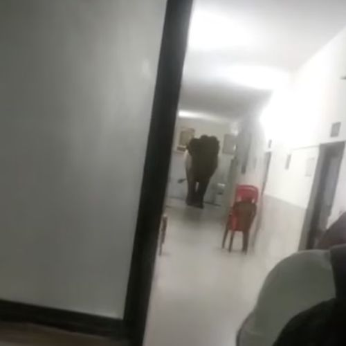три слона гуляли по госпиталю