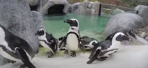 пингвин в ортопедических ботинках