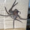 огромный мёртвый паук в посылке