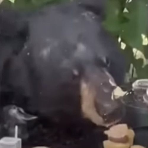 медведь наелся кексов без спроса