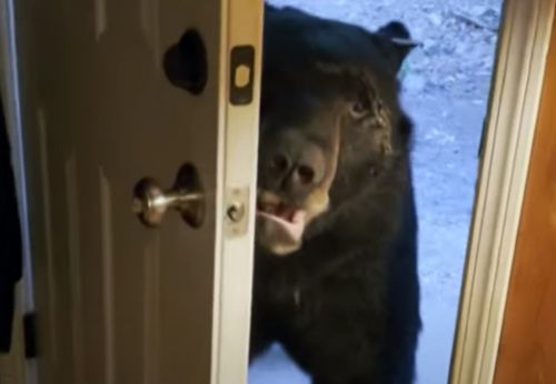 медведю велели закрыть дверь