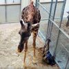 самка жирафа родила детёныша