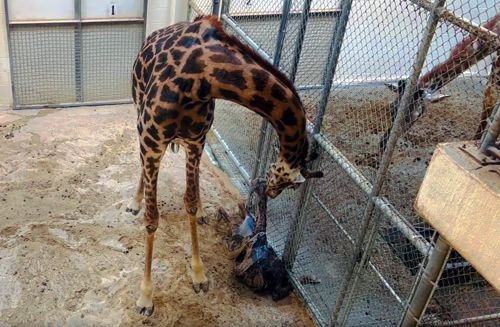 самка жирафа родила детёныша