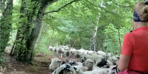 бегунья и заблудившиеся овцы