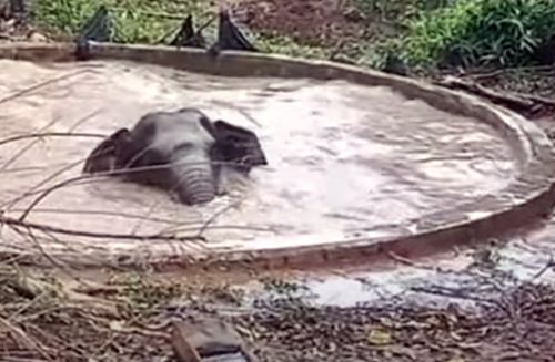 слон упавший в пруд