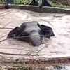 слон упавший в пруд