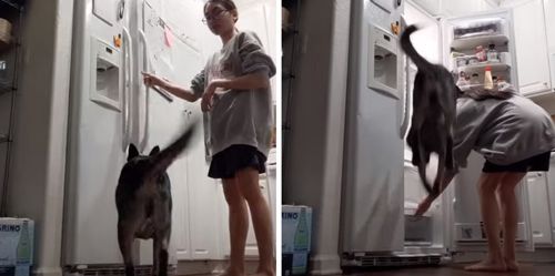 дикие прыжки перед холодильником