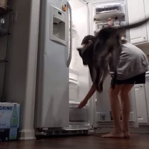 дикие прыжки перед холодильником