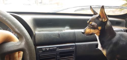 пёс бросается на дворники в машине
