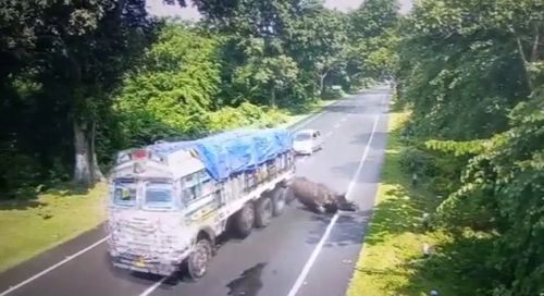носорог врезался в грузовик