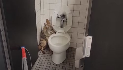 койот спрятался в школьном туалете