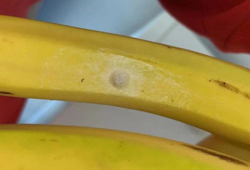 белое пятнышко на банане