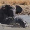 слон напал на бегемота в грязи