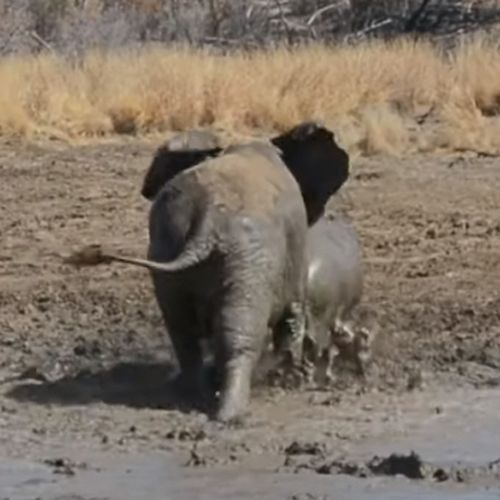 слон напал на бегемота в грязи