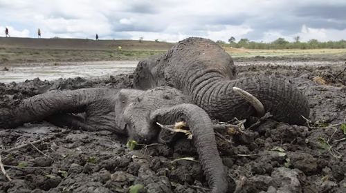 слониха и слонёнок увязли в грязи