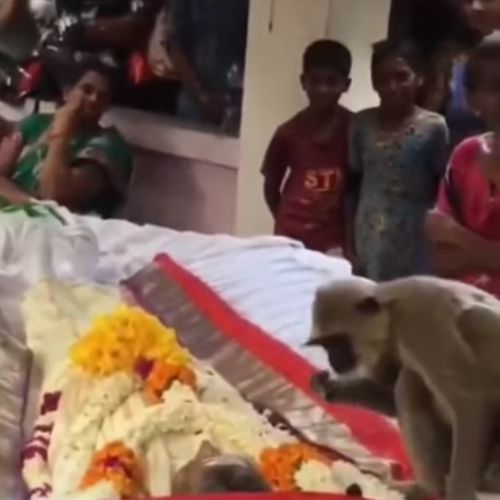 печальная обезьяна на похоронах