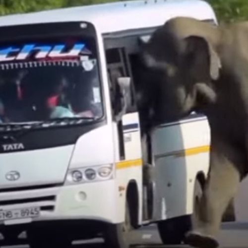 слон хотел влезть в автобус