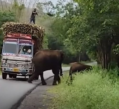 грузовики платят налог слонам