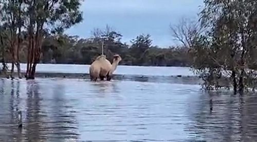 верблюда спасли от наводнения
