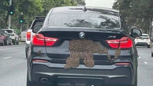 рой пчёл уселся на автомобиль