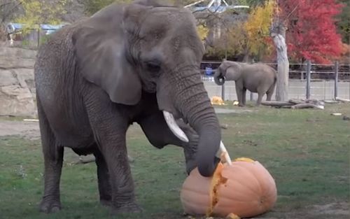 слоны в зоопарке громят тыквы