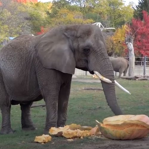 слоны в зоопарке громят тыквы