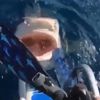 столкновение с акулой нос к носу