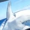 акула выпрыгнула на нос лодки