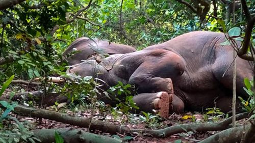 слоны напились алкоголя и уснули
