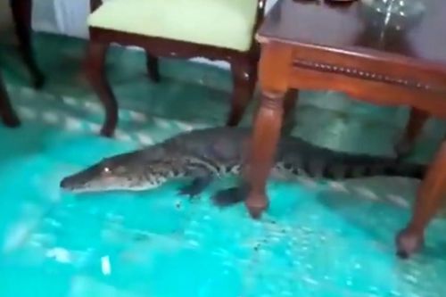 крокодила вымели из дома щёткой