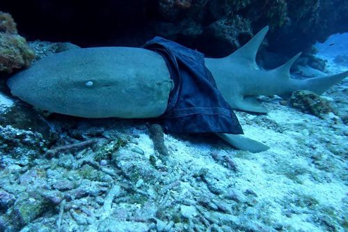 немодная акула в женской юбке