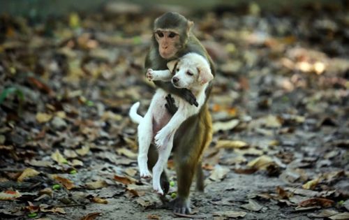 обезьяна утащила щенка на дерево